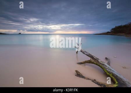 The caribbean sunset frames tree trunks on the beach Hawksbill Bay Caribbean Antigua and Barbuda Leeward Islands West Indies Stock Photo