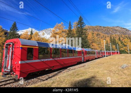 The red train of Bernina in autumn going towards Alp Grum, Val Poschiavo Switzerland Europe Stock Photo