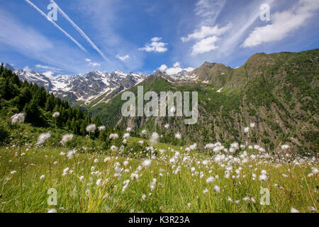 Sunny day on the flowering cotton grass surrounded by green meadows Orobie Alps Arigna Valley Sondrio Valtellina Lombardy Italy Europe Stock Photo