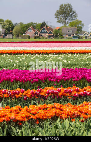 Multicolored tulip fields frame the village in spring Berkmeer Koggenland North Holland Netherlands Europe Stock Photo