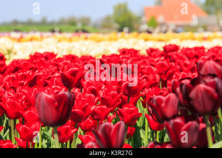 Colorful tulip fields in spring Berkmeer Koggenland North Holland Netherlands Europe Stock Photo