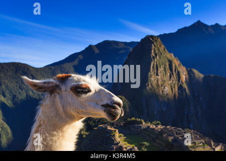 Llama at the iconic archeological site of Machu Picchu in the Cusco Region, Urubamba Province, Machupicchu District, Peru, South America Stock Photo