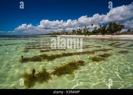 Seaweed plantations on the East Coast of Zanzibar, Tanzania, Africa Stock Photo