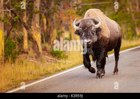 Water Buffalo Stock Photo - Alamy