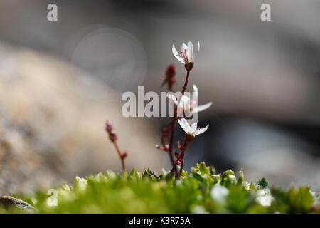 Lombardy, Italy. Starry saxifrage Stock Photo