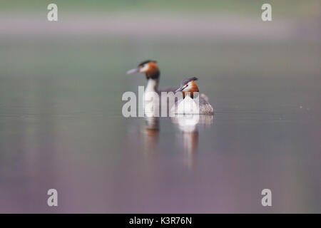 Iseo Lake, Lombardy, Italy. Great crested grebe. Stock Photo