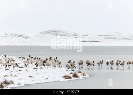 Black necked crane (Grus nigricollis) on Da Shan Bao in Yunnan China Stock Photo