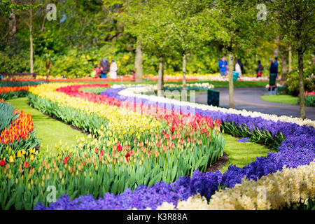 Tulips and flowers at Keukenhof gardens, Lisse, Netherlands, Europe, Stock Photo