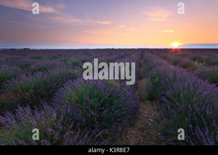 Sunrise over lavender field - Valensole in France Stock Photo