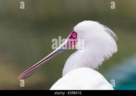 Portrait of an African spoonbill as it gazes into the distance, side on to the camera during the summer of 2017. Stock Photo