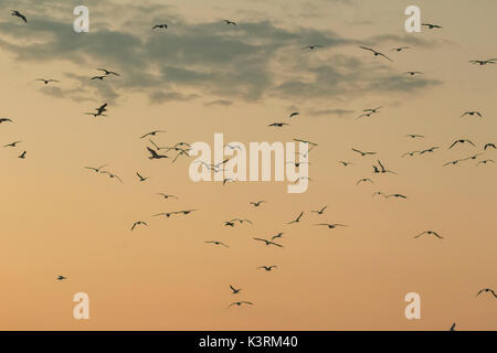 a group of seagulls flying through the air at sunset. Stock Photo