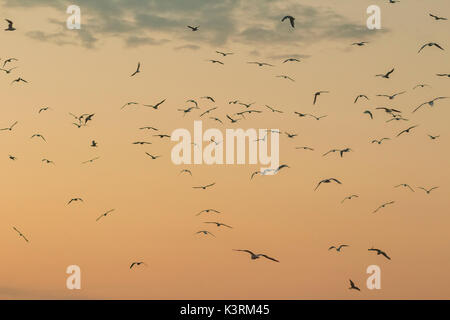 a group of seagulls flying through the air at sunset. Stock Photo