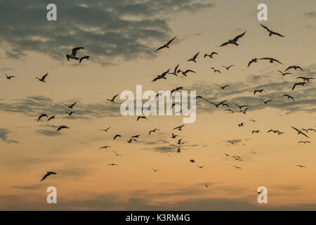 a group of seagulls flying through the air at sunset. Stock Photo