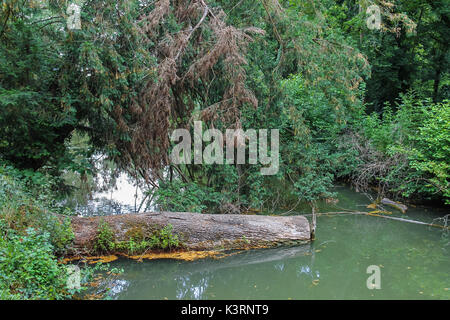 Fallen log in the muddy backwaters Stock Photo