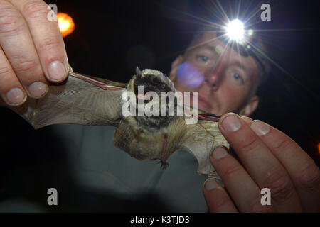 Parti-coloured bat (Vespertilio murinus) is shown to visitors of the Bat Night event at grounds of the Becov nad Teplou Castle, Czech Republic, on September 2, 2017. (CTK Photo/Slavomir Kubes) Stock Photo