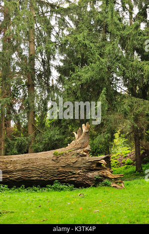 Big old tree Stock Photo