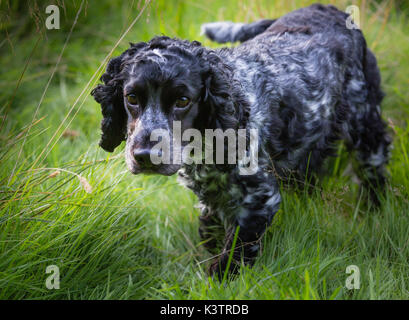 Cocker Spaniel dog in grass Stock Photo