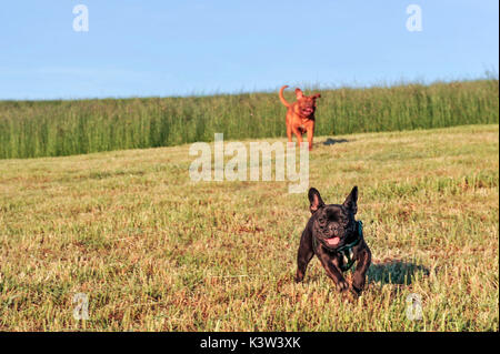 Dogue de Bordeaux  and French bulldog running in a field, dogs Stock Photo