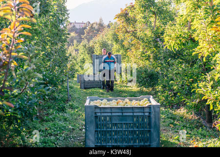 Europe, Italy, Trentino South Tyrol, apple orchard in Non Valley. Stock Photo