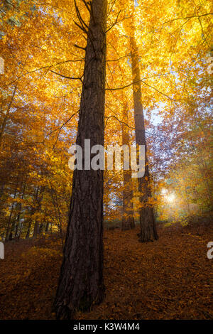 Sila National Park, Sila, Buturo, Catanzaro, Calabria, Italy Alberi colorati nel Parco Nazionale della Sila Stock Photo