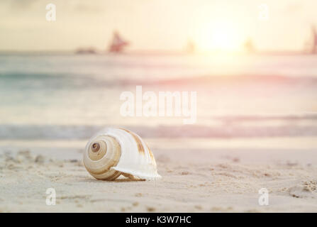 Conch shell in sand on tropical beach Stock Photo