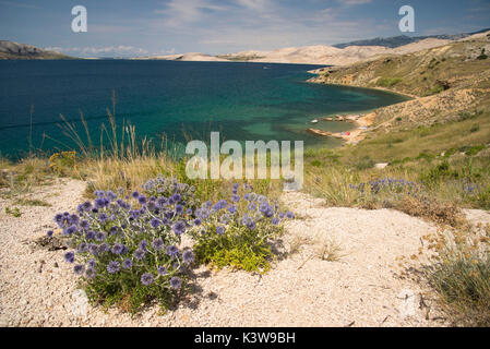 View of the Pag island landscape, Croatia. In this point there was a beautiful view of the sea and the flowers behind the beach. Stock Photo