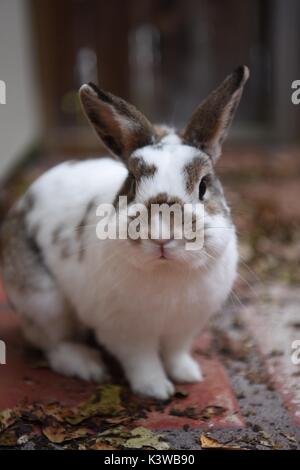Fat cute bunny Stock Photo