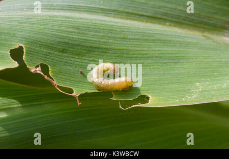 Fall armyworm Spodoptera frugiperda (J.E. Smith, 1797) on the damaged corn leaf Stock Photo