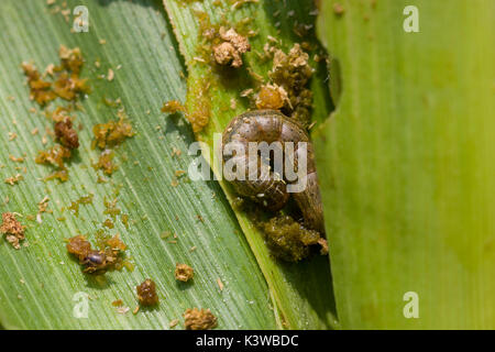 Fall armyworm Spodoptera frugiperda (J.E. Smith, 1797) on the damaged corn leafs with excrement Stock Photo