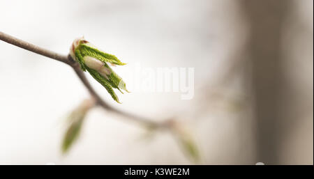 first leaves in spring closeup Stock Photo