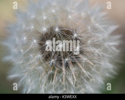 a close up macro detail of an undamaged dandelion head focussing on the outer florets, Uk Stock Photo