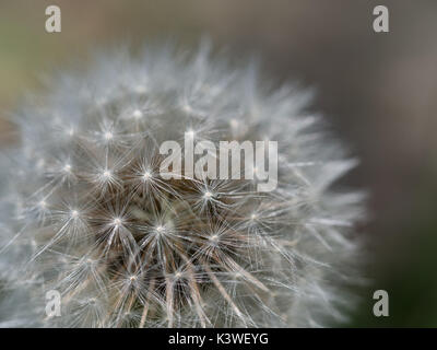 a close up macro detail of an undamaged dandelion head focussing on the outer florets, Uk Stock Photo