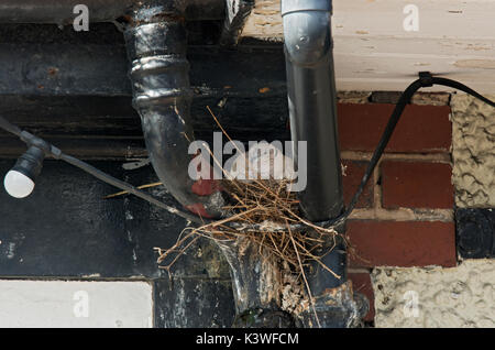 Eurasian collared dove, Streptopelia decaocto, in nest on drainpipe, Lancashire, UK Stock Photo