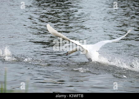 mute swan fighting on thames Stock Photo