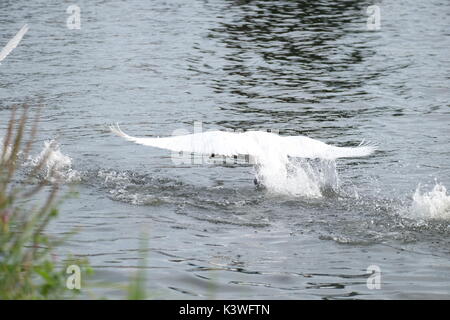 mute swan fighting on thames Stock Photo