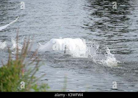 mute swan fighting on thames Stock Photo