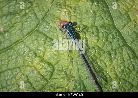 Blue Dragonfly on Giant Rhubarb Leaf texture pattern at Kew Gardens in London Stock Photo
