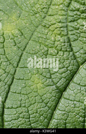 Giant Rhubarb Leaf texture pattern at Kew Gardens in London Stock Photo
