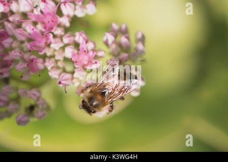 Honey bee collecting pollen from pink flowers in Kew Gardens London Stock Photo