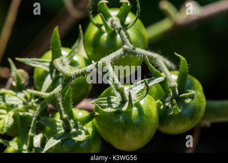 Unripe gardener's delight tomatoes Stock Photo