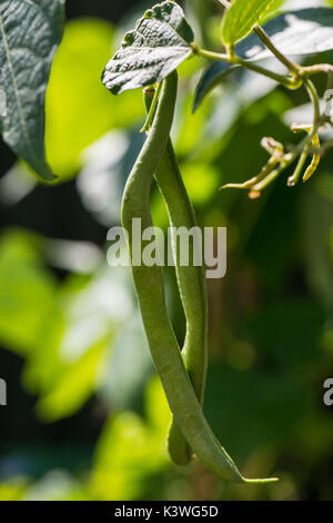 Common beans (Phaseolus vulgaris) growing on vines Stock Photo