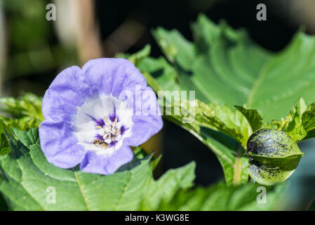 A common furrow-bee on a flower of a shoo-fly plant (Nicandra physalodes) Stock Photo