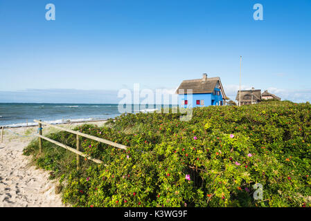 Historic blue beach house with thatched roof and dog rose bushes in the nature reserve on the peninsula of Graswarder at Heiligenhafen, Germany Stock Photo