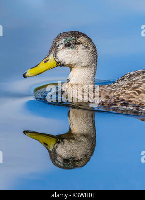 Female Mallard duck (Anas platyrhynchos) head and neck portrait, swimming in water with a perfect reflection, in the UK. Stock Photo