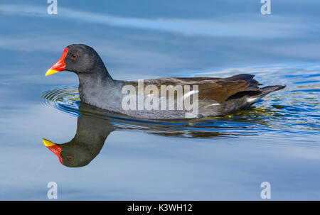 Moorhen swimming (Gallinula chloropus) in water with perfect reflection in Autumn, UK. Stock Photo