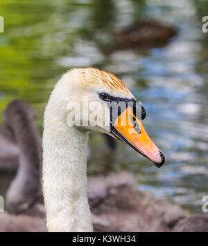 White Mute Swan (Cygnus olor) neck and head portrait, close up.