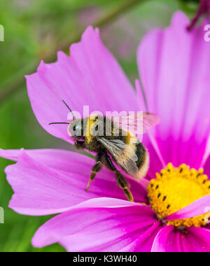 Buff Tailed Bumblebee (Bombus terrestris) on a pink Cosmos bipinnatus flower in Summer in West Sussex, UK. Bumblebee portrait. Copy space. Stock Photo