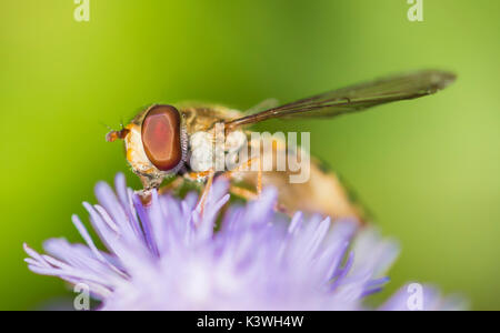 Episyrphus balteatus, commonly known as a Marmalade Hoverfly or Marmalade Fly, close up macro, on a Blue Ageratum plant in West Sussex, England, UK. Stock Photo