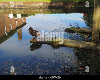 Duck and ducklings in pond at Dunham Massey, Manchester Stock Photo