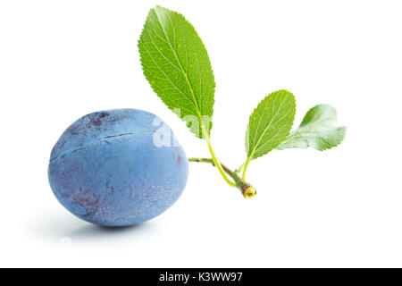 Fresh plum with branch with leaf isolated on white background. Stock Photo